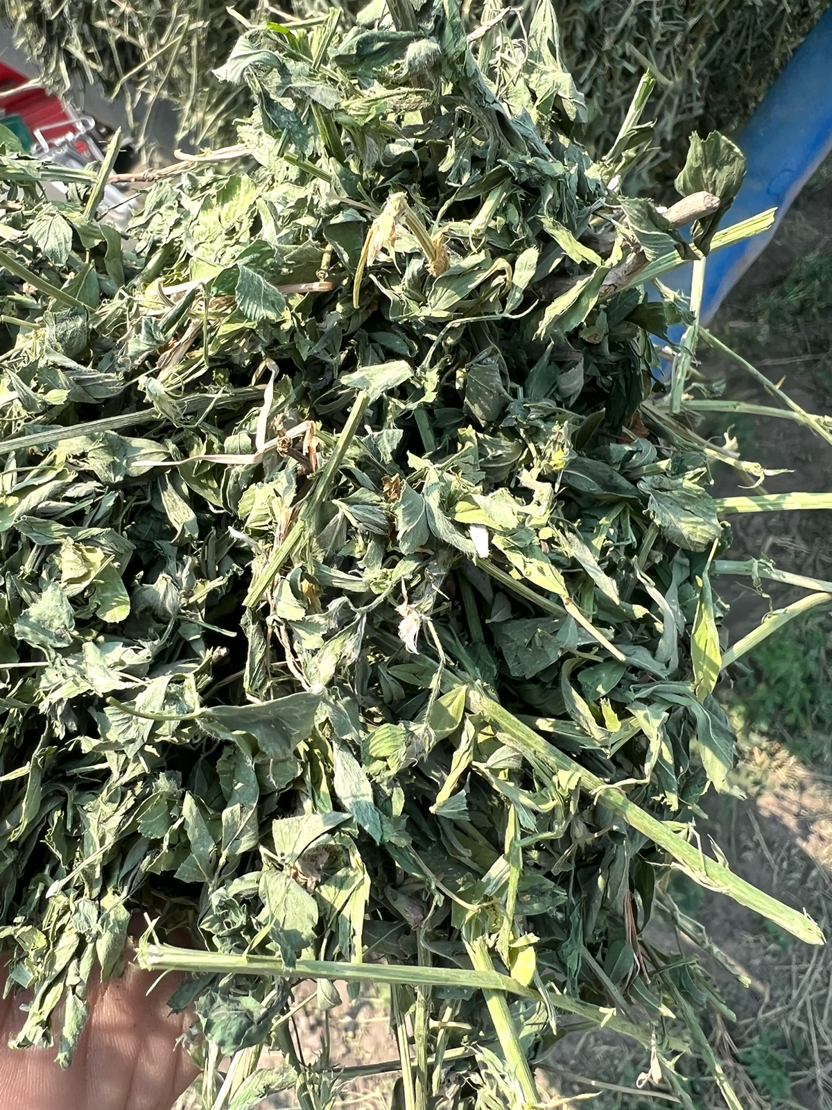 Corte de alfalfa